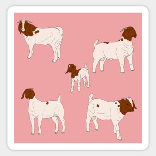 Boer Goats Pattern Pink Sticker